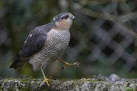 Eurasian Sparrowhawk