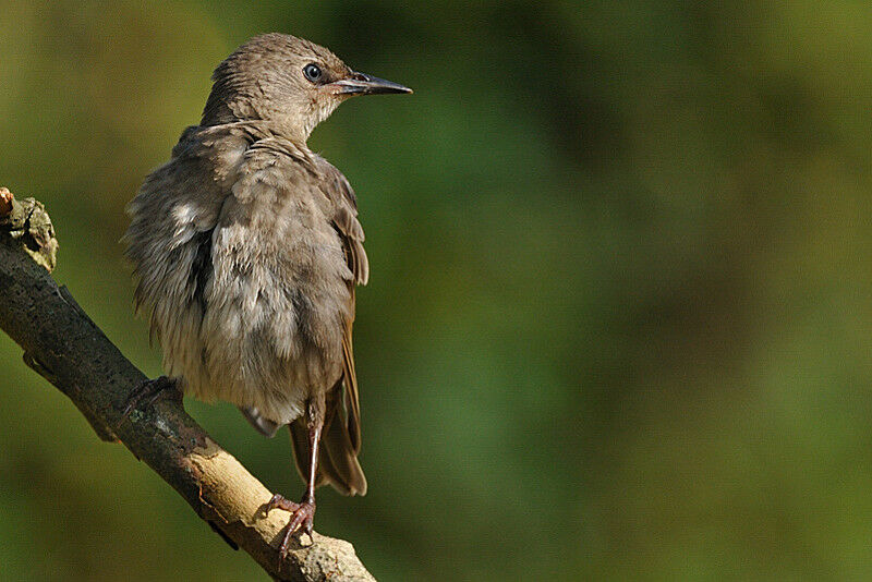 Common Starling male First year