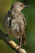 Common Starling