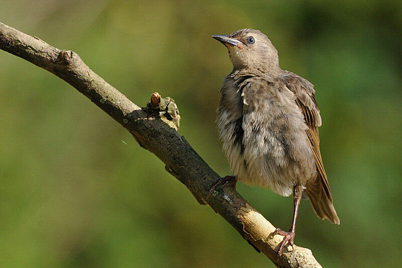 Common Starling male First year