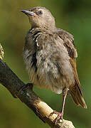 Common Starling