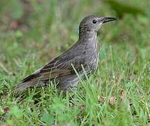 Common Starling