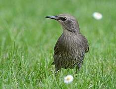 Common Starling