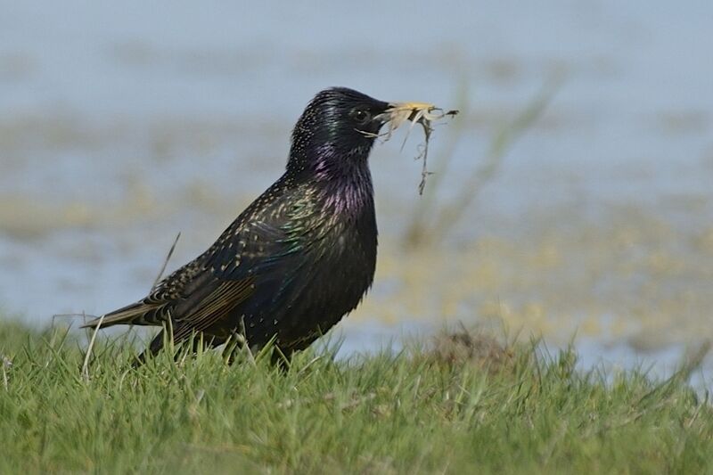 Common Starlingadult breeding