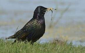 Common Starling