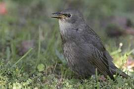 Common Starling