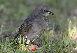 Common Starling