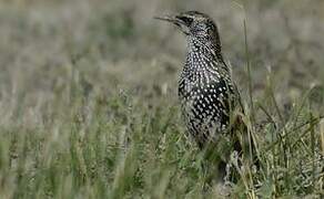 Common Starling