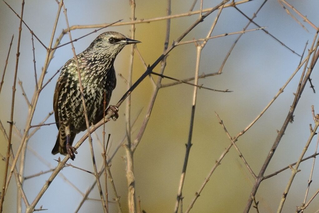 Étourneau sansonnetadulte, habitat