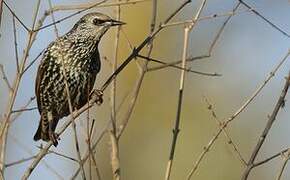 Common Starling