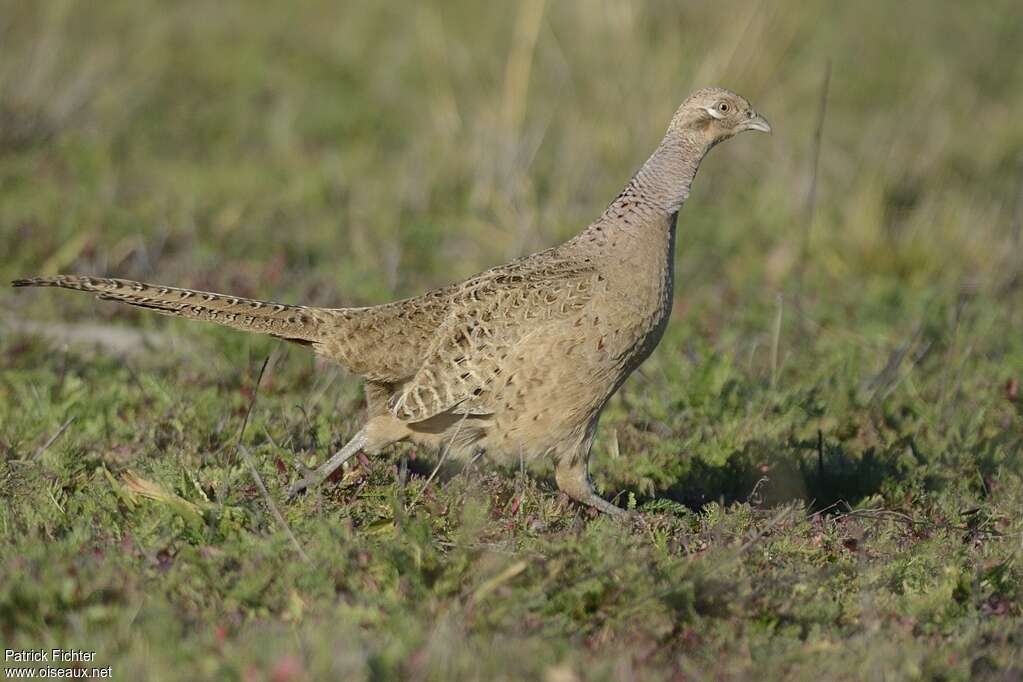 Common Pheasant female adult, pigmentation, walking