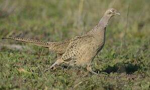 Common Pheasant