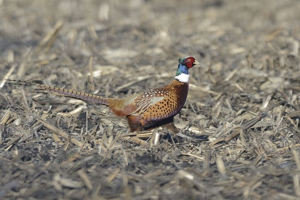 Common Pheasantadult post breeding, habitat