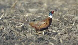 Common Pheasant