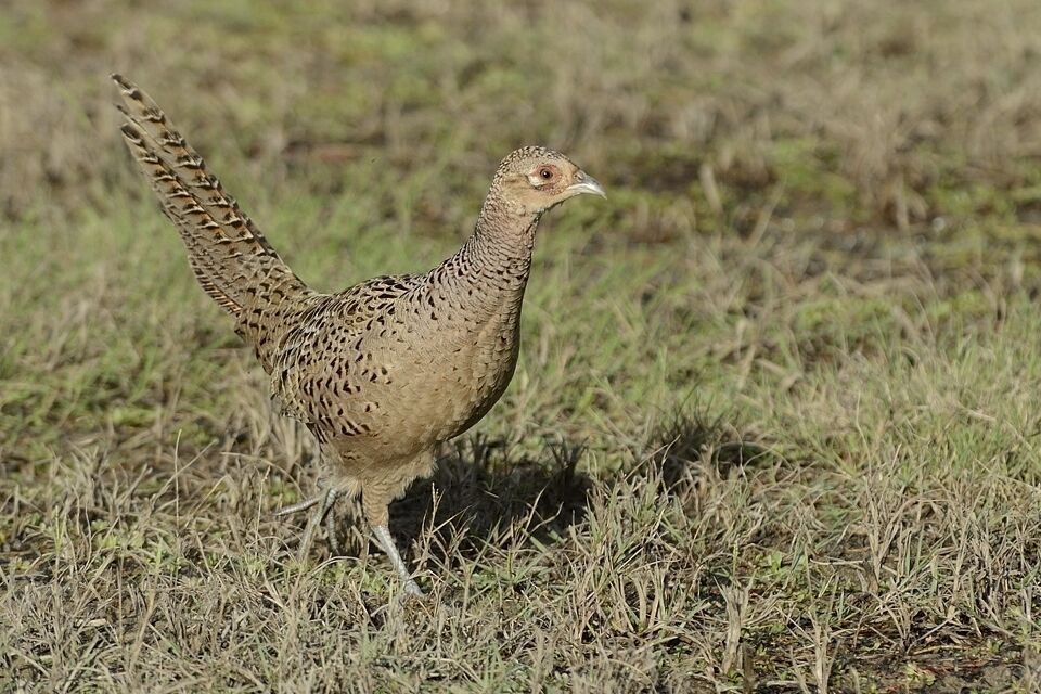 Common Pheasant female adult post breeding