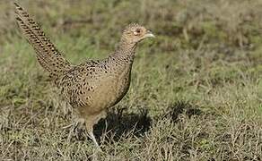 Common Pheasant