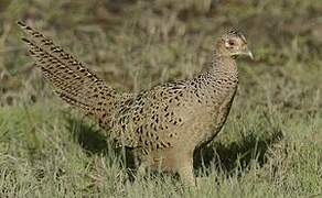 Common Pheasant