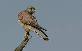 Common Kestrel