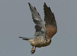 Common Kestrel