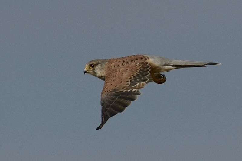 Common Kestreladult post breeding