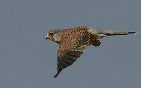 Common Kestrel