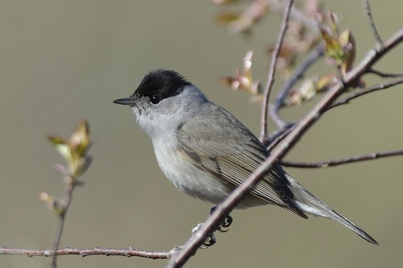 Eurasian Blackcap male adult breeding, identification