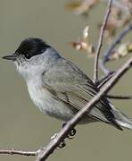 Eurasian Blackcap