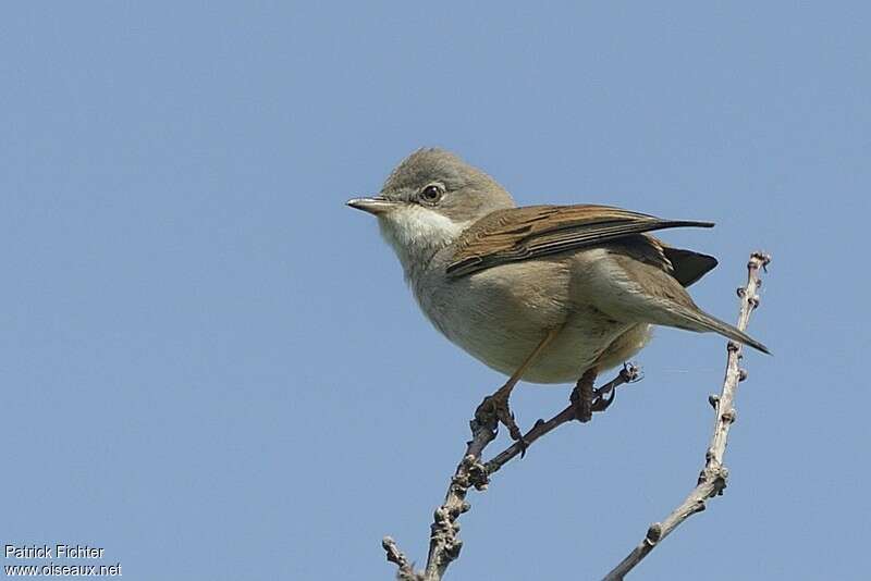 Common Whitethroat male adult