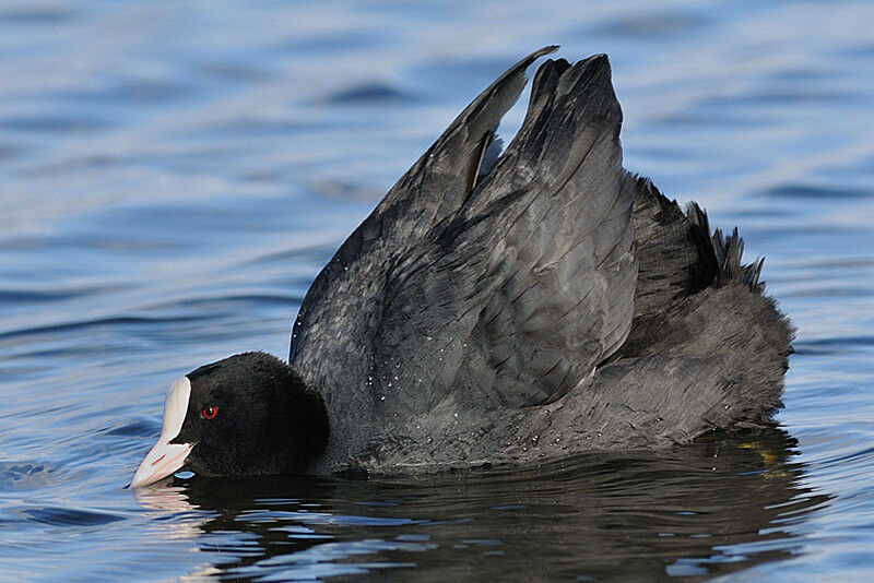 Eurasian Cootadult, Behaviour