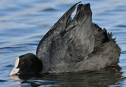 Eurasian Coot