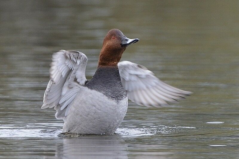 Common Pochard male adult