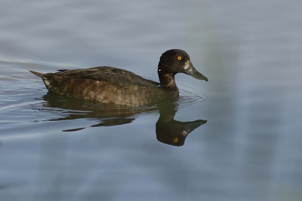 Tufted DuckFirst year, identification