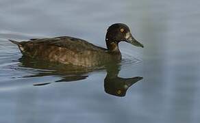 Tufted Duck