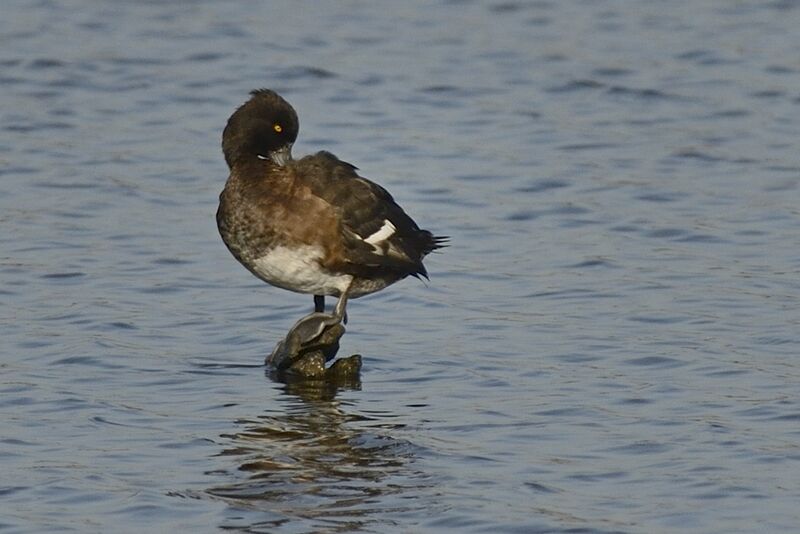 Tufted Duck female adult, care