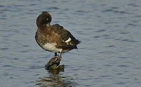 Tufted Duck