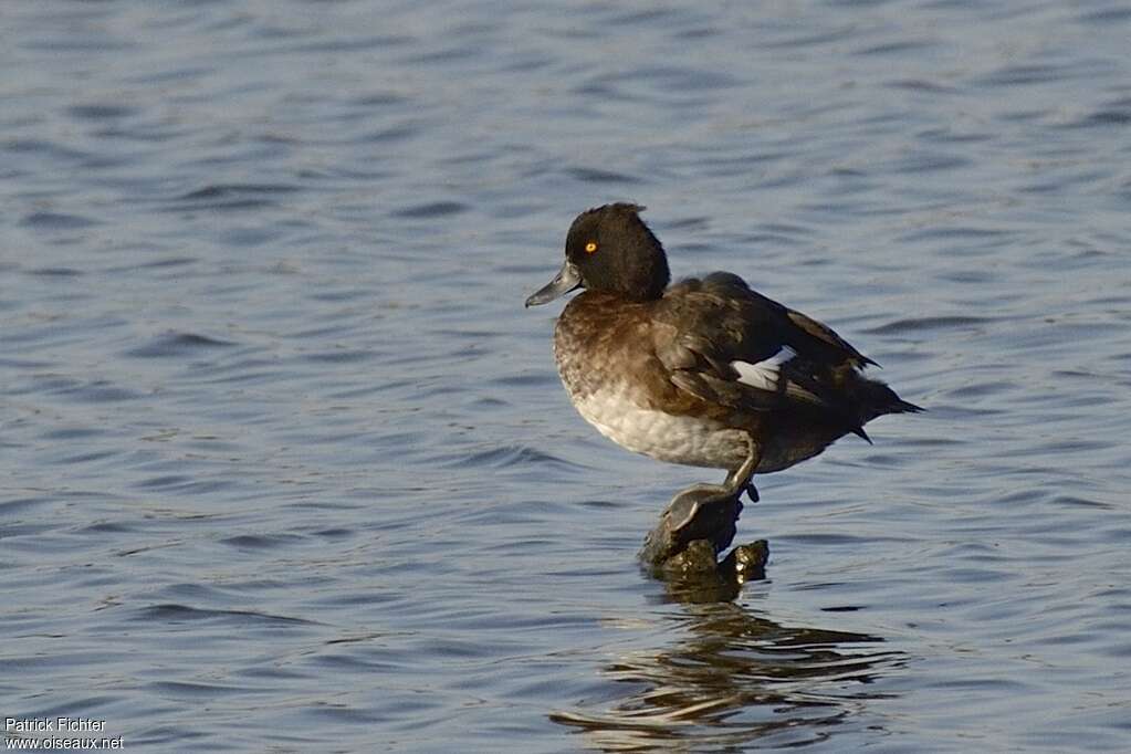 Tufted Duck female adult, pigmentation, Behaviour