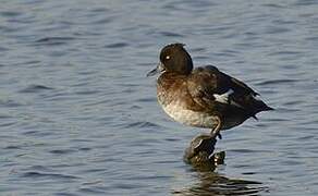 Tufted Duck