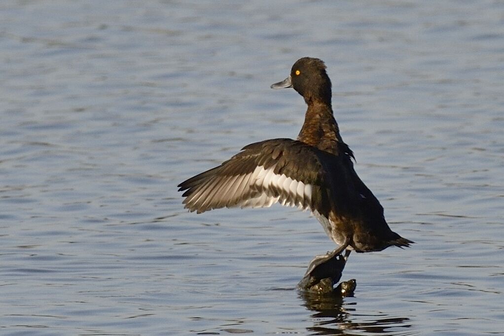 Tufted Duck female adult, aspect