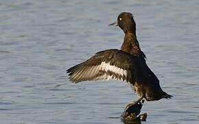 Tufted Duck