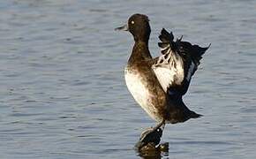 Tufted Duck