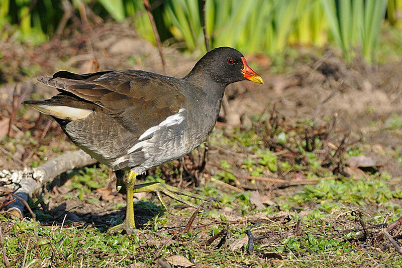 Gallinule poule-d'eau