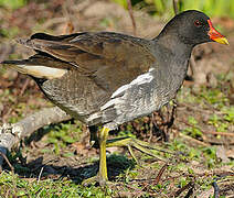 Common Moorhen