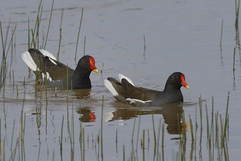 Gallinule poule-d'eauadulte, parade