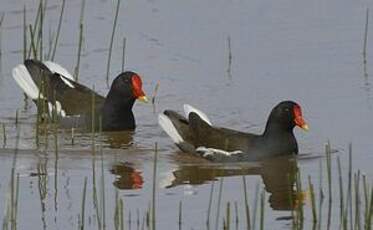 Gallinule poule-d'eau