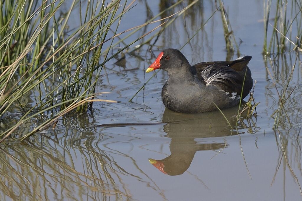 Gallinule poule-d'eauadulte internuptial, habitat