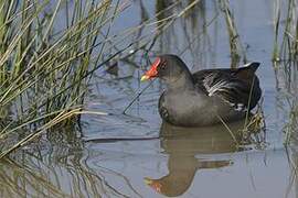 Common Moorhen