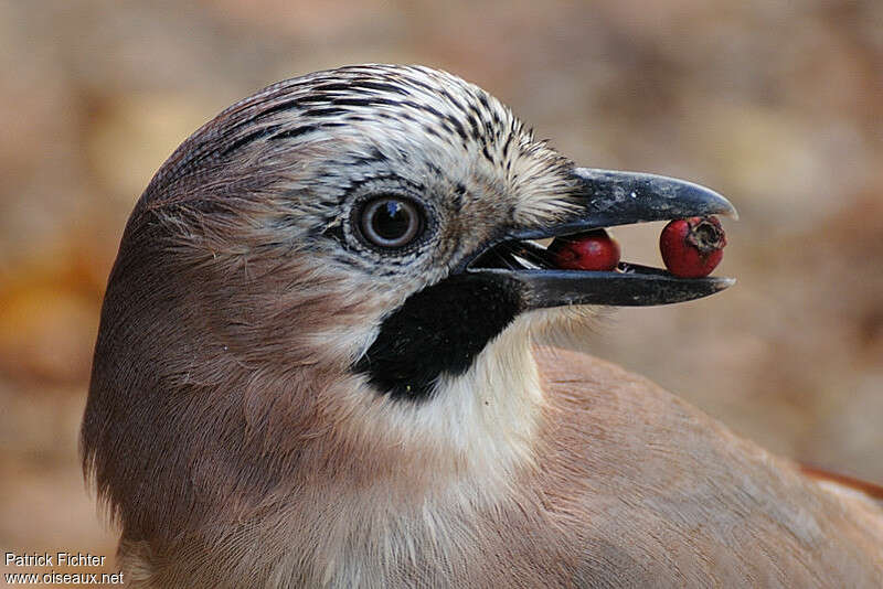 Eurasian Jayadult, close-up portrait