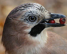 Eurasian Jay