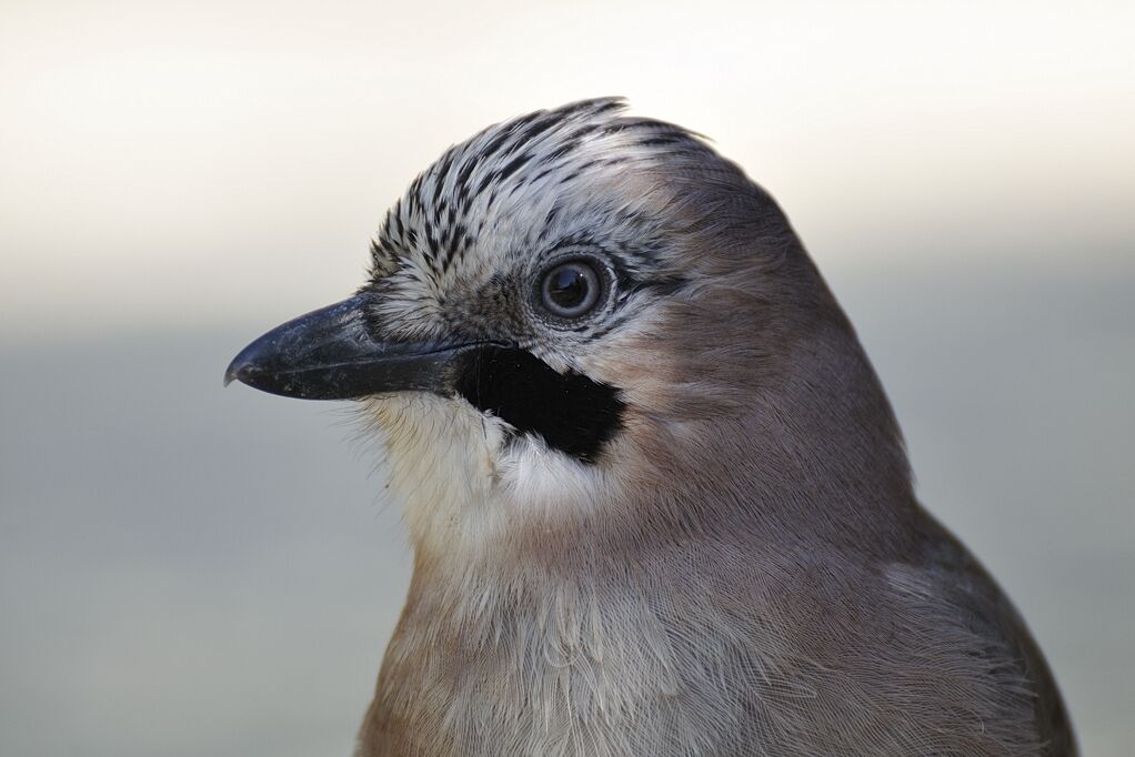 Eurasian Jaysubadult, close-up portrait