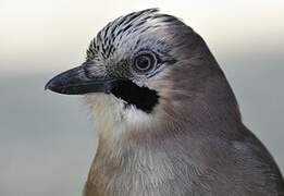 Eurasian Jay